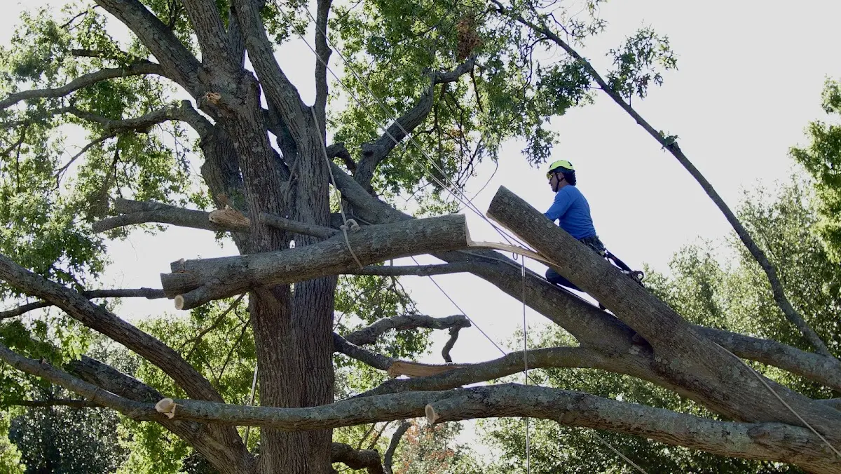 Professional Crown Thinning performed by certified arborists in Mc Elhattan