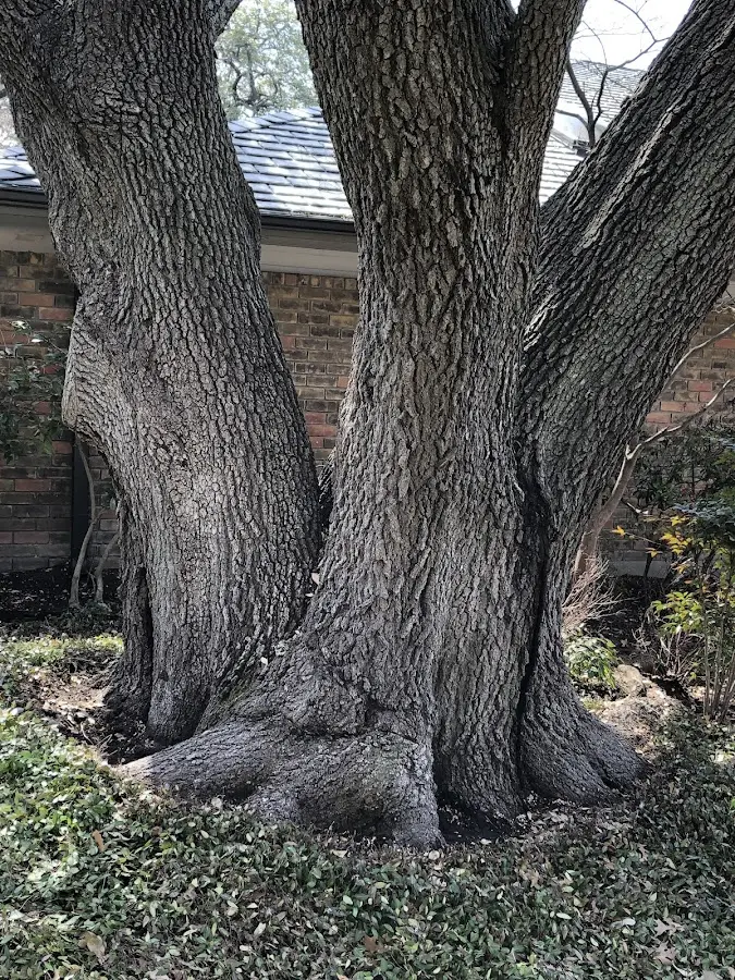 Mature heritage tree close to a Mc Elhattan property cared for by certified arborists